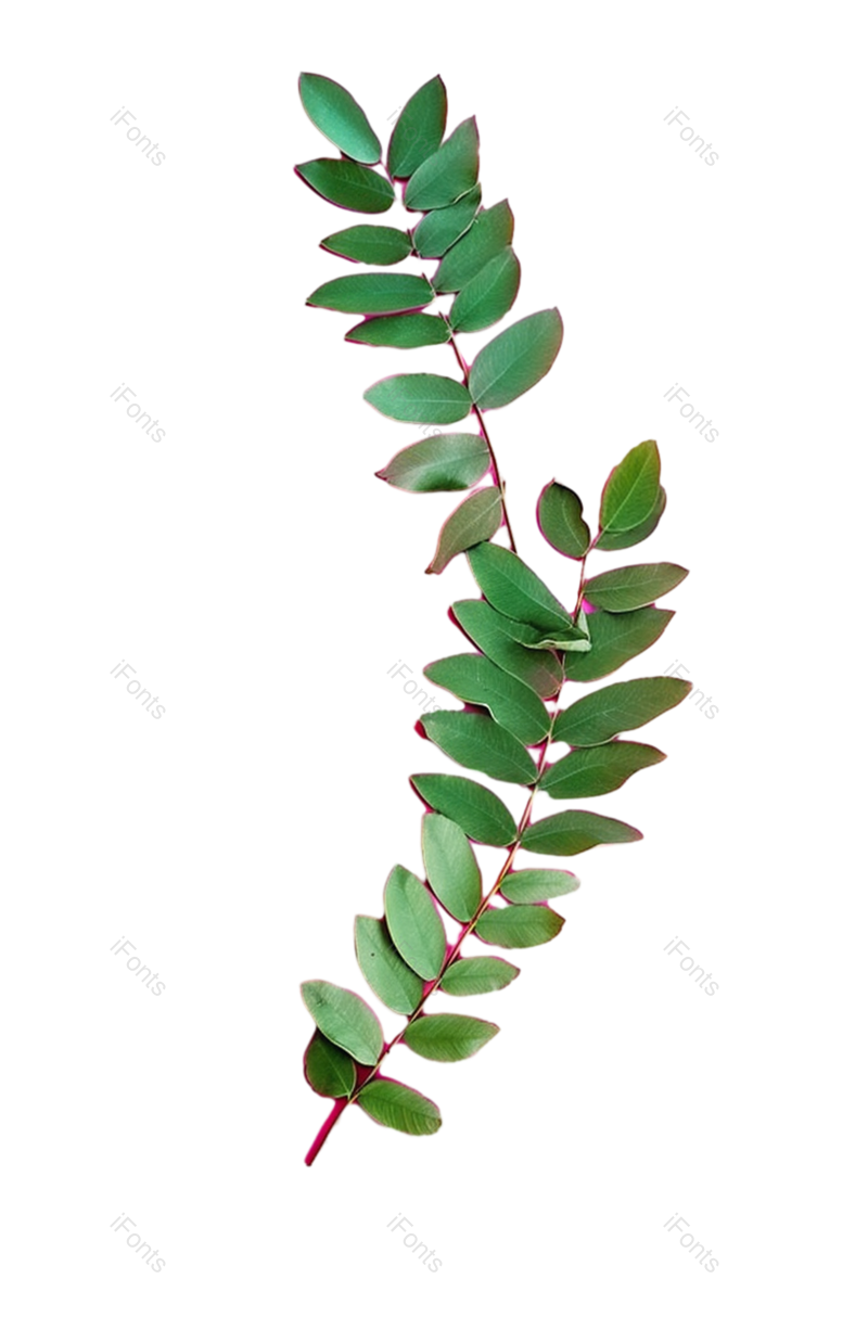 叶子图片,边框元素,装饰PNG,纹理免抠素材